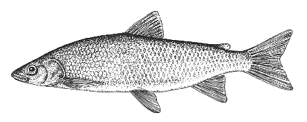 Lake Whitefish