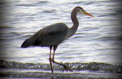 Blue Heron